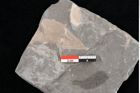 Foto (Detailansicht) von Cunninghamites sternbergii Ettingshausen (NHMW-GEO-2024-0188-10584)
